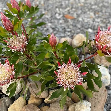 Casa Petroleiro Appartement